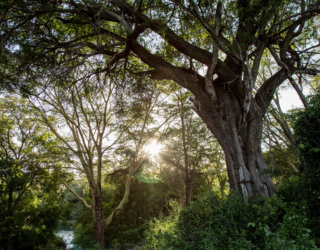 Apple pflanzt für 200 Millionen Dollar Bäume gegen die Erderwärmung