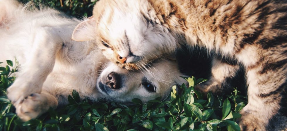 Tierarztbesuche ohne Hindernisse